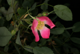 Rosa glauca RCP6-07 097.jpg